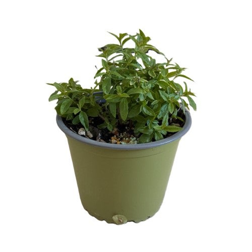 Pianta Di Citronella In Vaso 14cm - Pianta Aromatica Repellente Zanzare, Per Balcone E Giardino - Foto 3