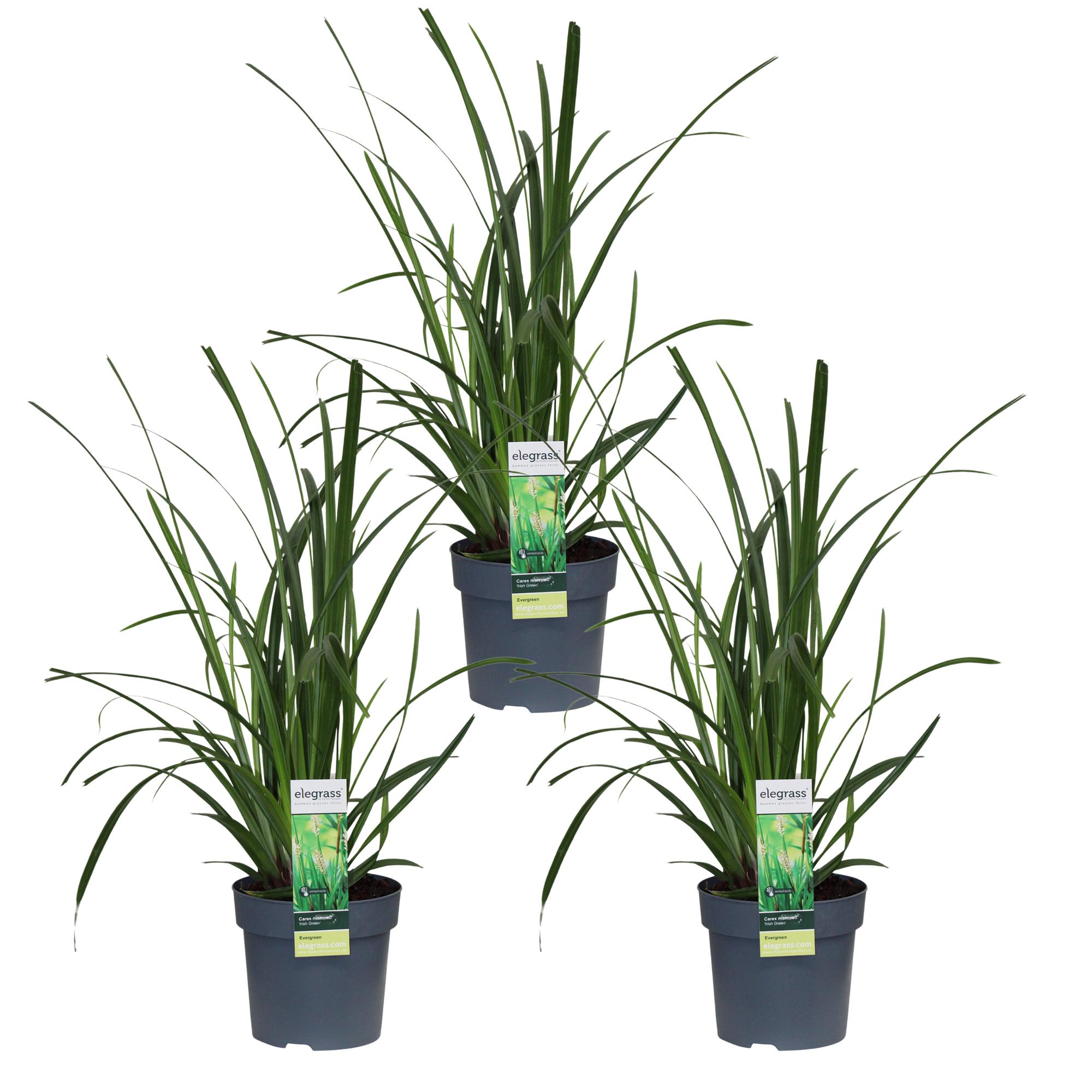 Carex morrowii 'Irish Green' doniczka Ø30cm H14cm – Trwała trawa ozdobna, odporna i wszechstronna
