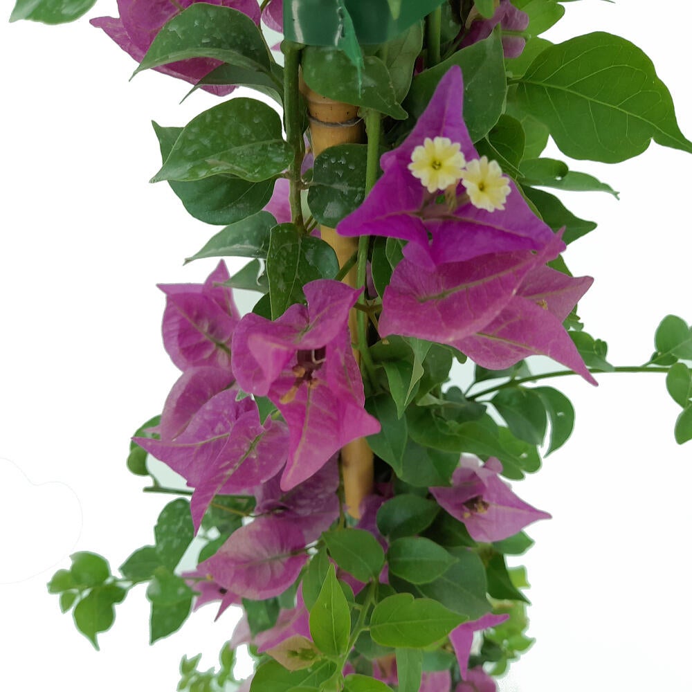 BOUGANVILLEA TREPADORA M20 120-150 CM - 2