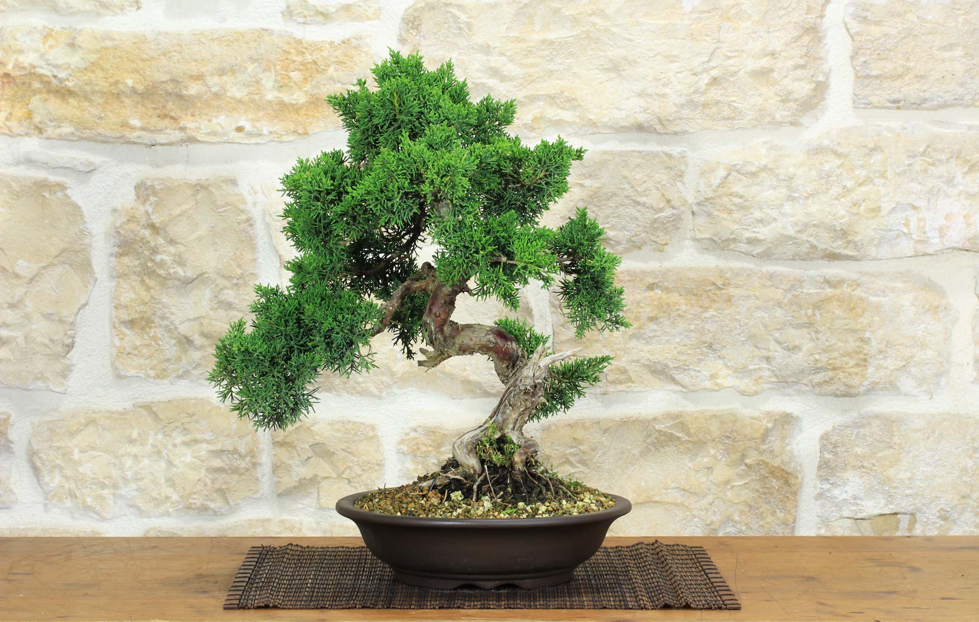chinese banyan tree bonsai Chinese Banyan Bonsai Tree main image 0