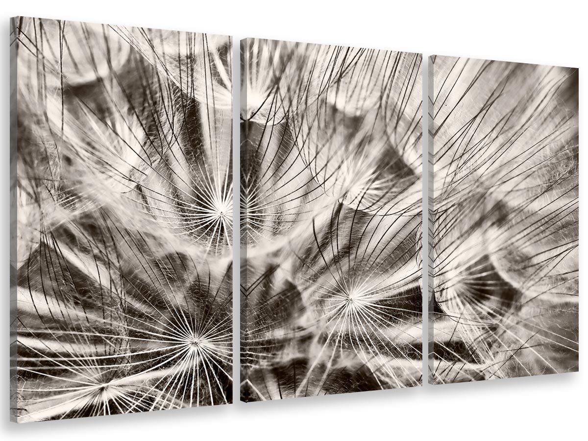 Cuadro tríptico, cuadro de fotos sobre lienzo impreso dientes de león en blanco y negro, 90x60cm