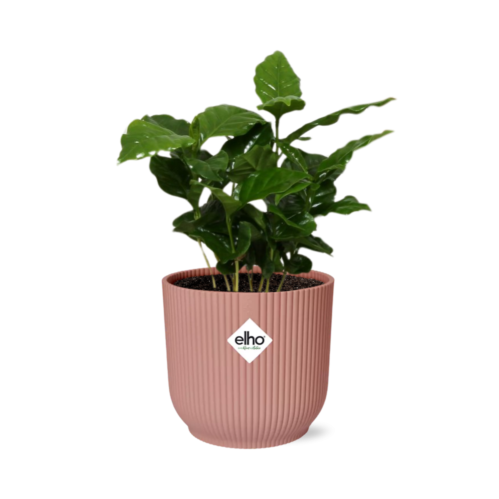Coffea Arabica 14cm w doniczce ELHO Vibes Fold różowej – Tropikalna roślina doniczkowa