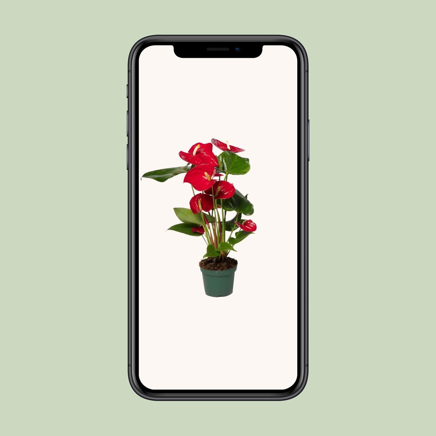 Anthurium Rosso Andreanum Nevada - Pianta da interno 12-17 cm - Altezza 35-55 cm - 4