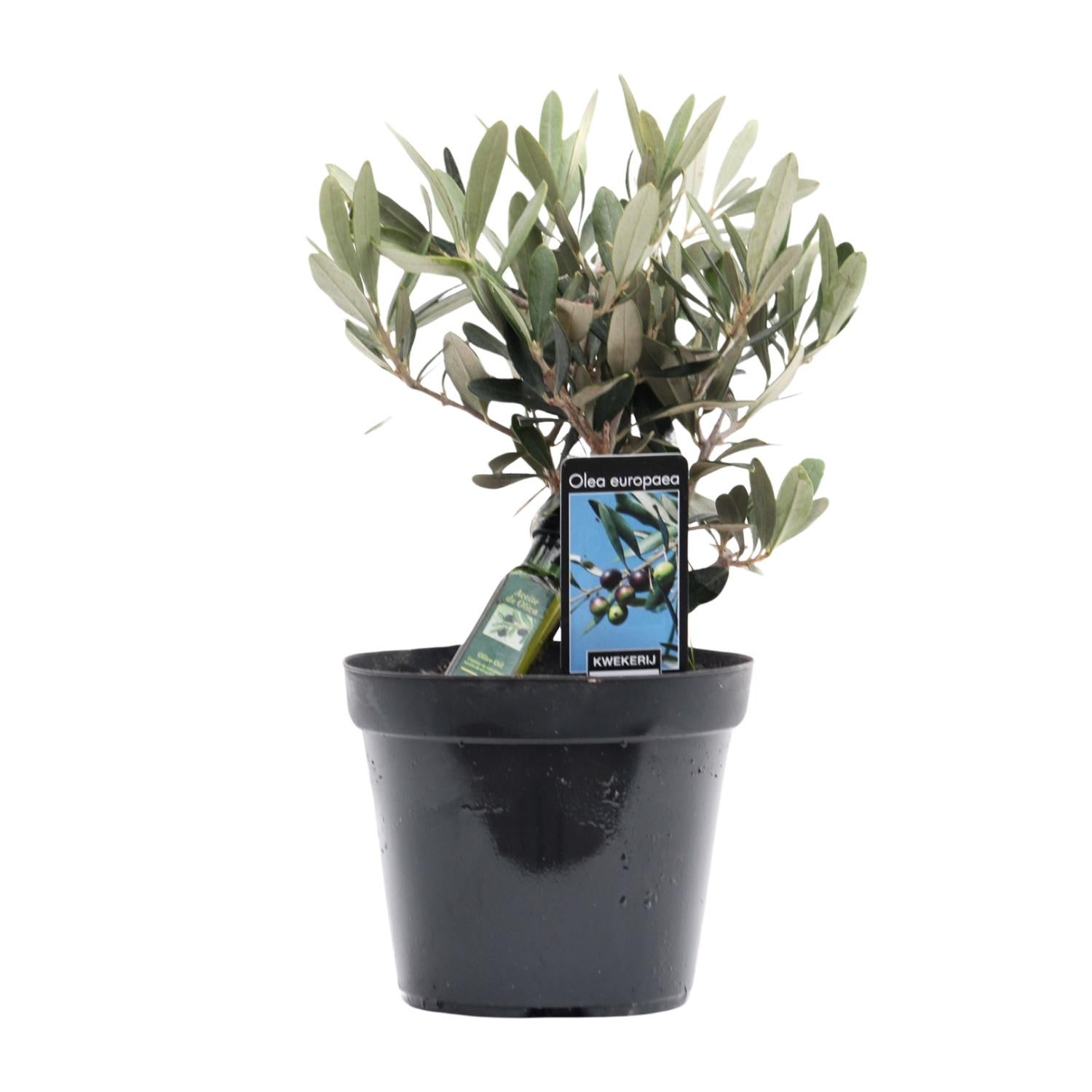 Olea Europaea - Mała oliwka w butelce - Wys. 23cm - Doniczka Ø13cm