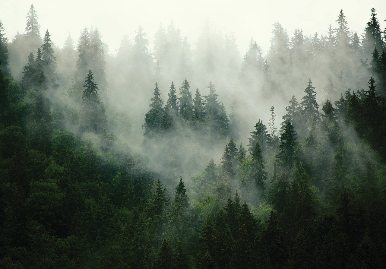 Papel pintado adhesivo fotografia panorámica bosque en la niebla naturaleza 368x254 cm - incluye cola – moderno salon dormitorio
