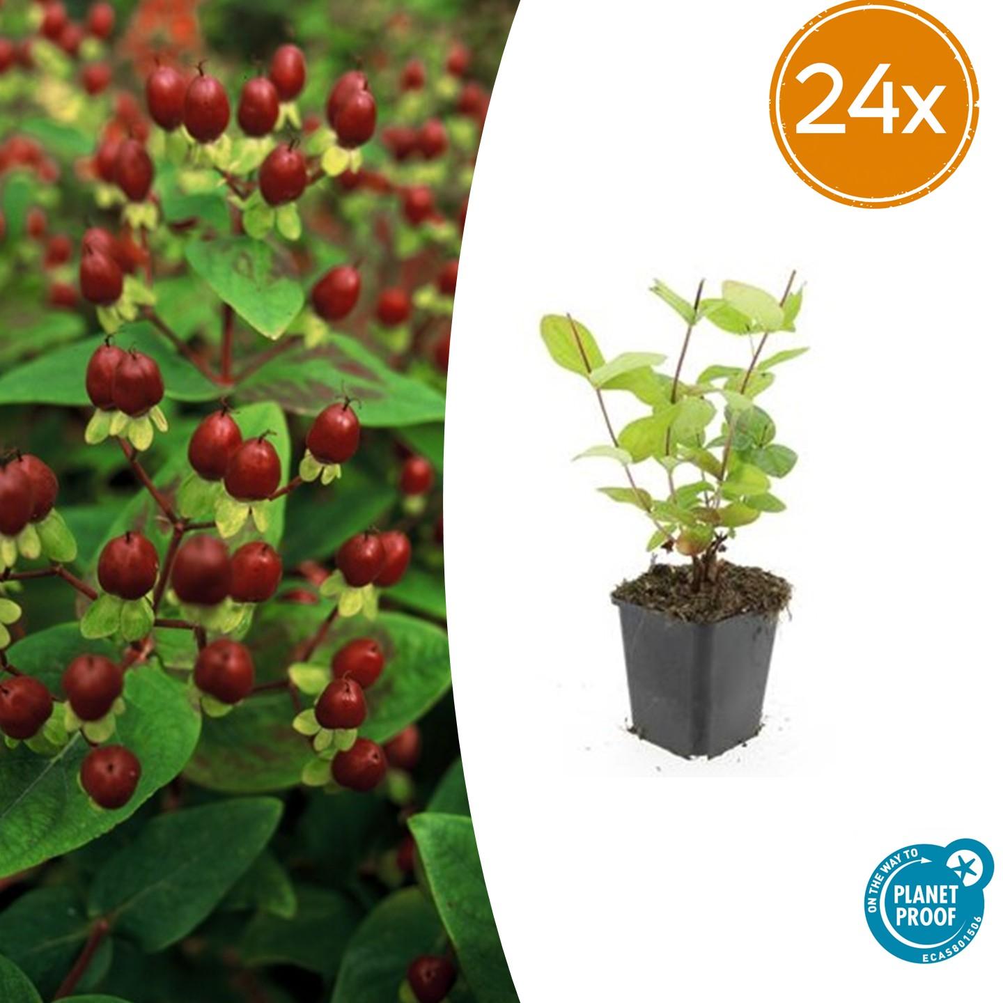 24x Hyperico Hypericum inodorum 'Beauty' | Maceta Ø9 cm | Altura 10-25 ...