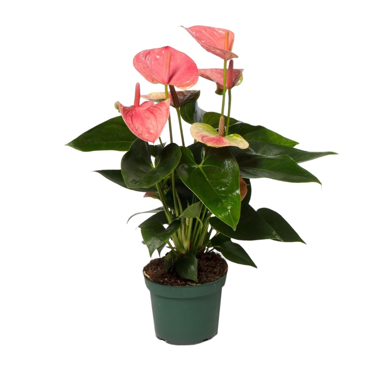 Anthurium Sweet Dream - Roślina doniczkowa Ø12cm - Wysokość 35cm - Czerwone kwiaty w kształcie serca