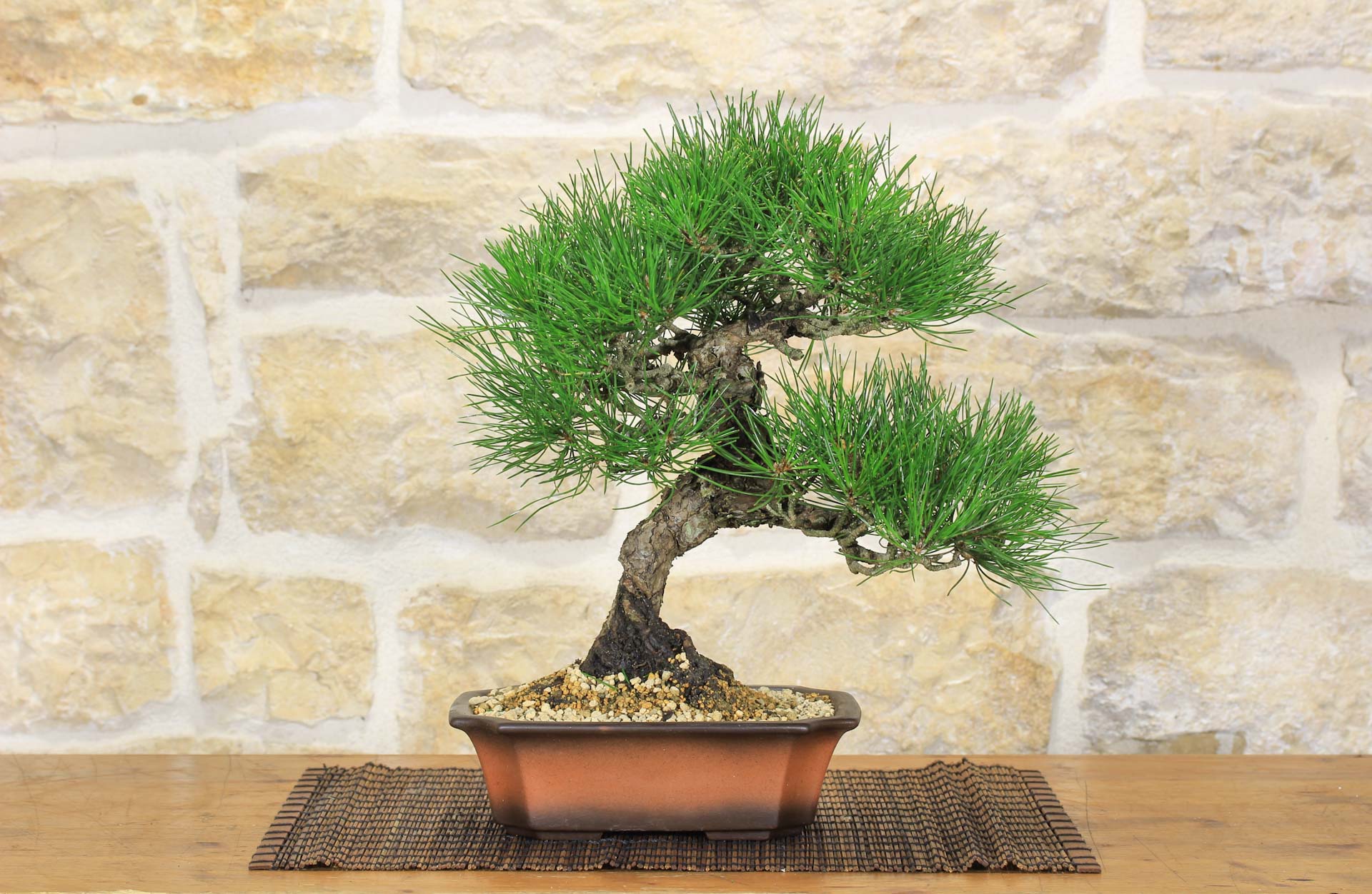 Bonsai di Pino Nero Thunbergii (49) | Leroy Merlin