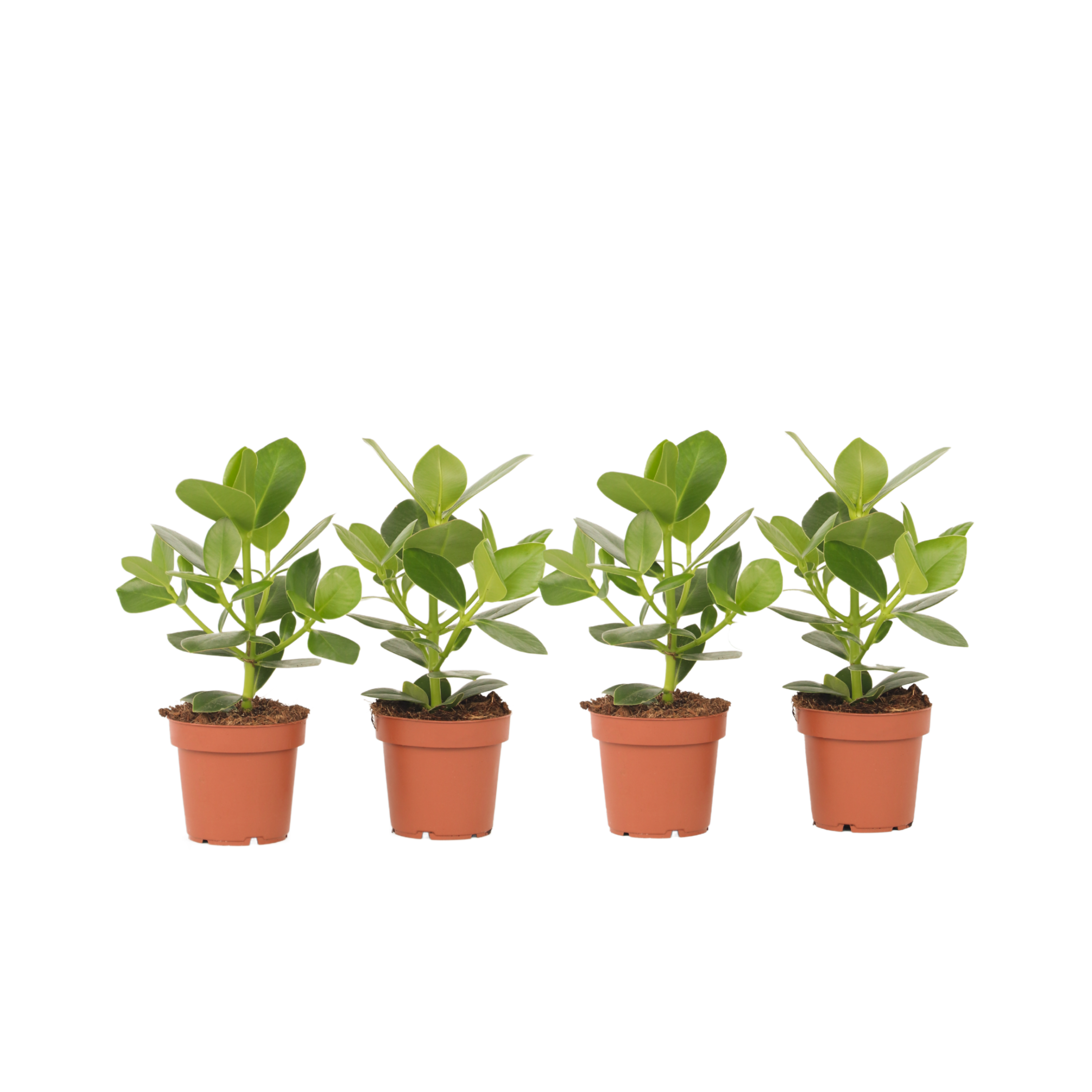 Copey rosado - 4 pzs - Clusia rosea 'Princess' - Altura 25-35cm - ⌀12cm ...