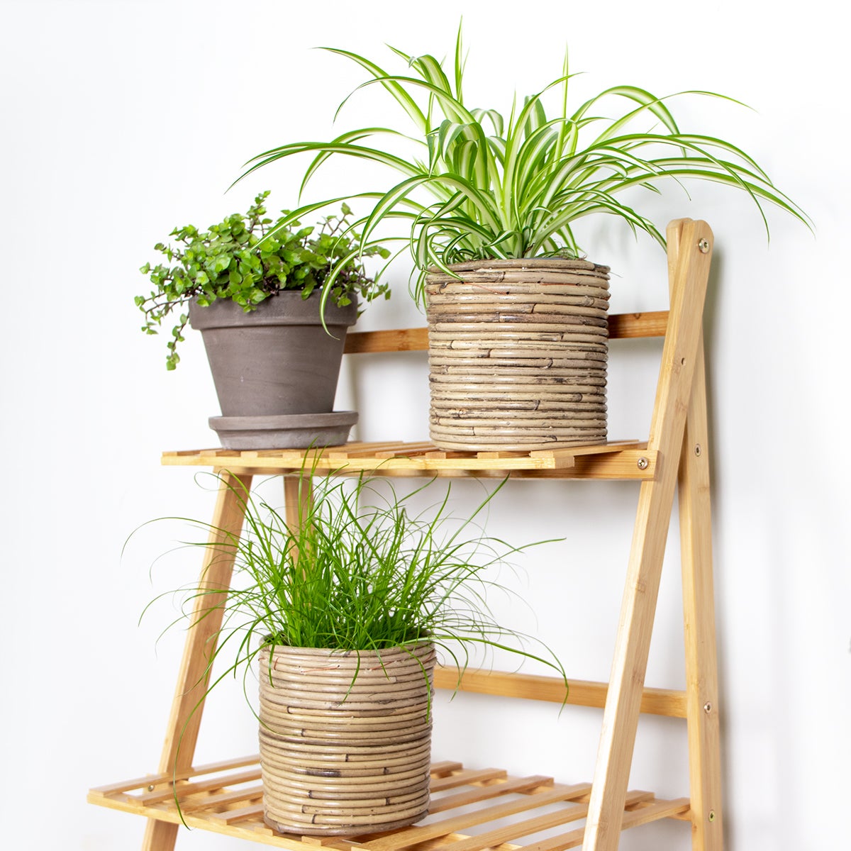 Lot de 3 - Mélange plantes d’intérieur sans danger pour les animaux - 7