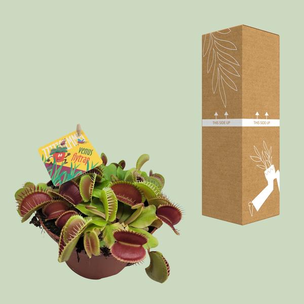 Dionaea Muscipula - Pianta Carnivora Acchiappamosche - Vaso Ø12cm - Altezza 12cm - 6