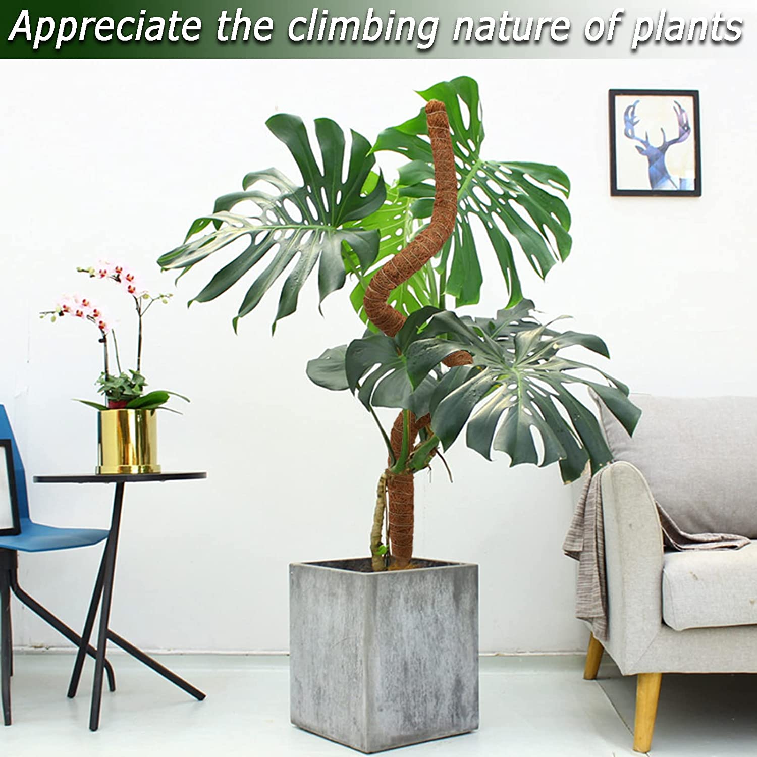 Lot de 3 poteaux en mousse de coco de 120 cm, piquets de plantes pliables pour plante Monstera pour la croissance des plantes grimpantes - 4