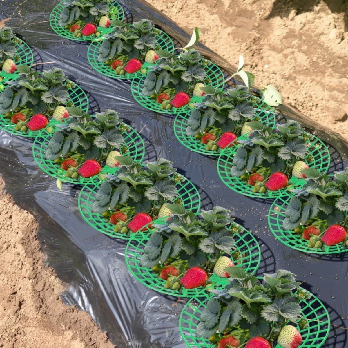 Cage de soutien pour plants de fraises, 10 pièces, grille d'escalade, support pour balcon, support pour fruits - 6