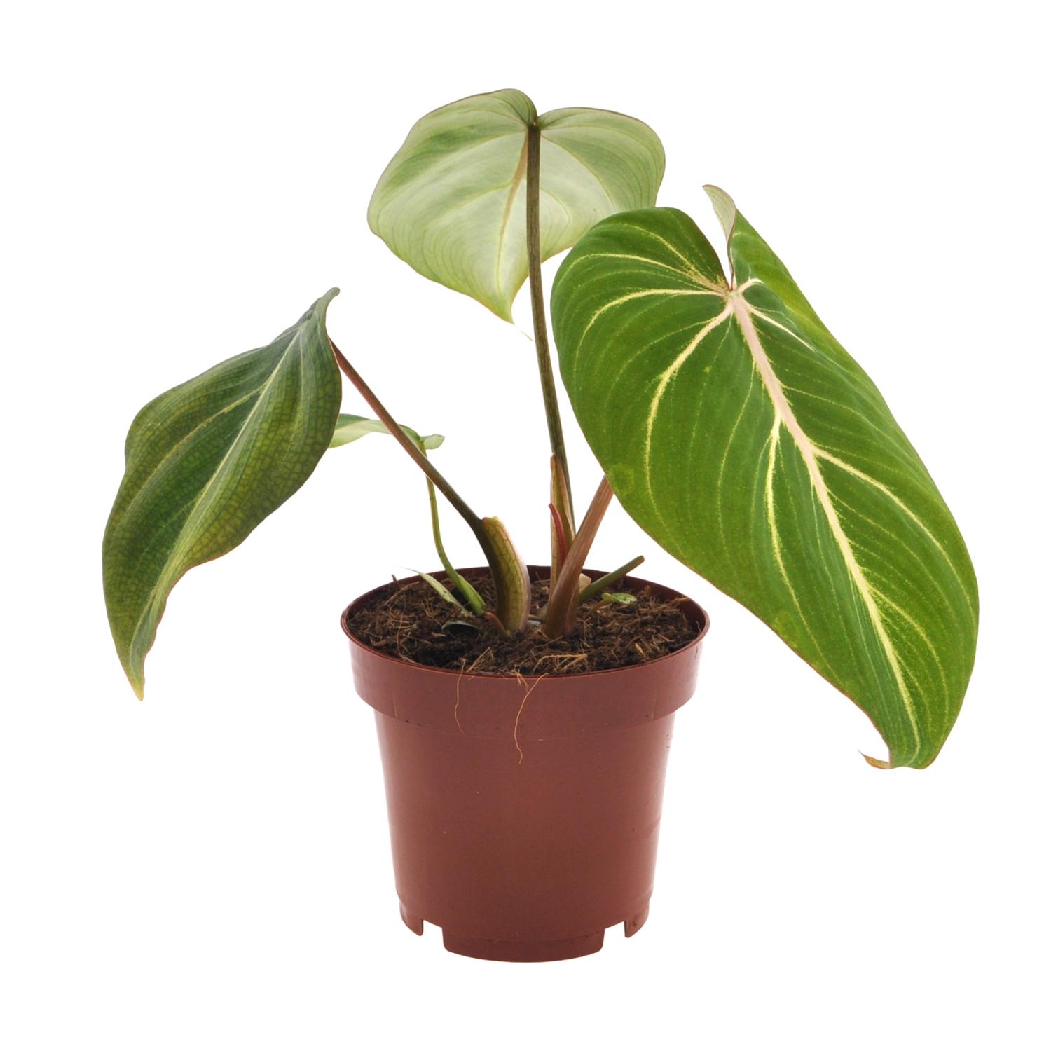 Philodendron Selloum Atom Ø12cm Wysokość 25cm Roślina Dekoracyjna do Wnętrz