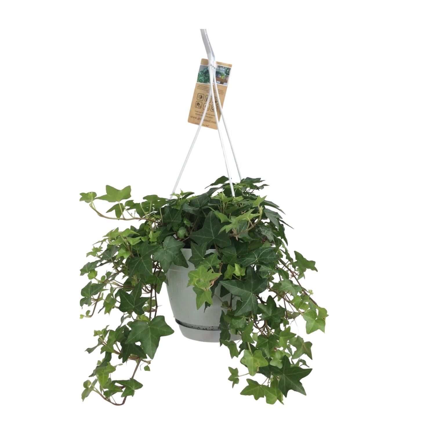 Hedera Helix Groen - Bluszcz w biaej wiszcej doniczce 17cm - Rolina  atwa w pielgnacji i oczyszczajca powietrze - Leroy Merlin