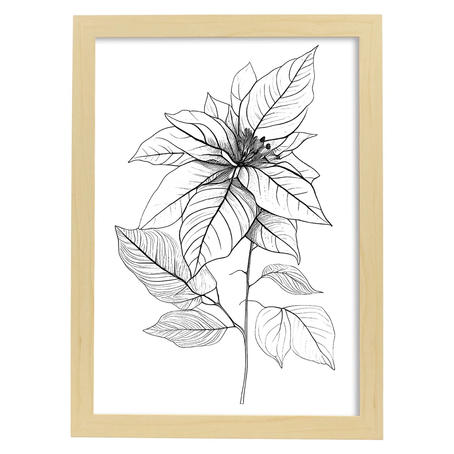 Nacnic poster de poinsettia estilo nórdico ilustraciones de botánica con flores y plantas en blanco y negro diseño y 2 a3 con marco de madera clara