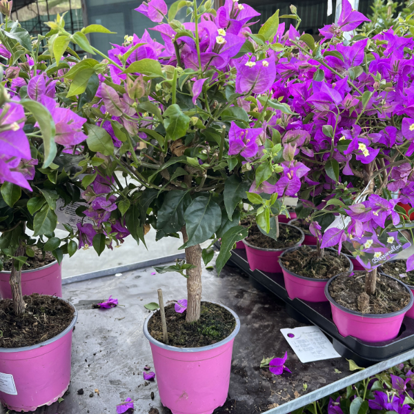 Pianta di BOUGANVILLEA SANDERIANA fiore VIOLA ad alberello in vaso 14 cm - 3