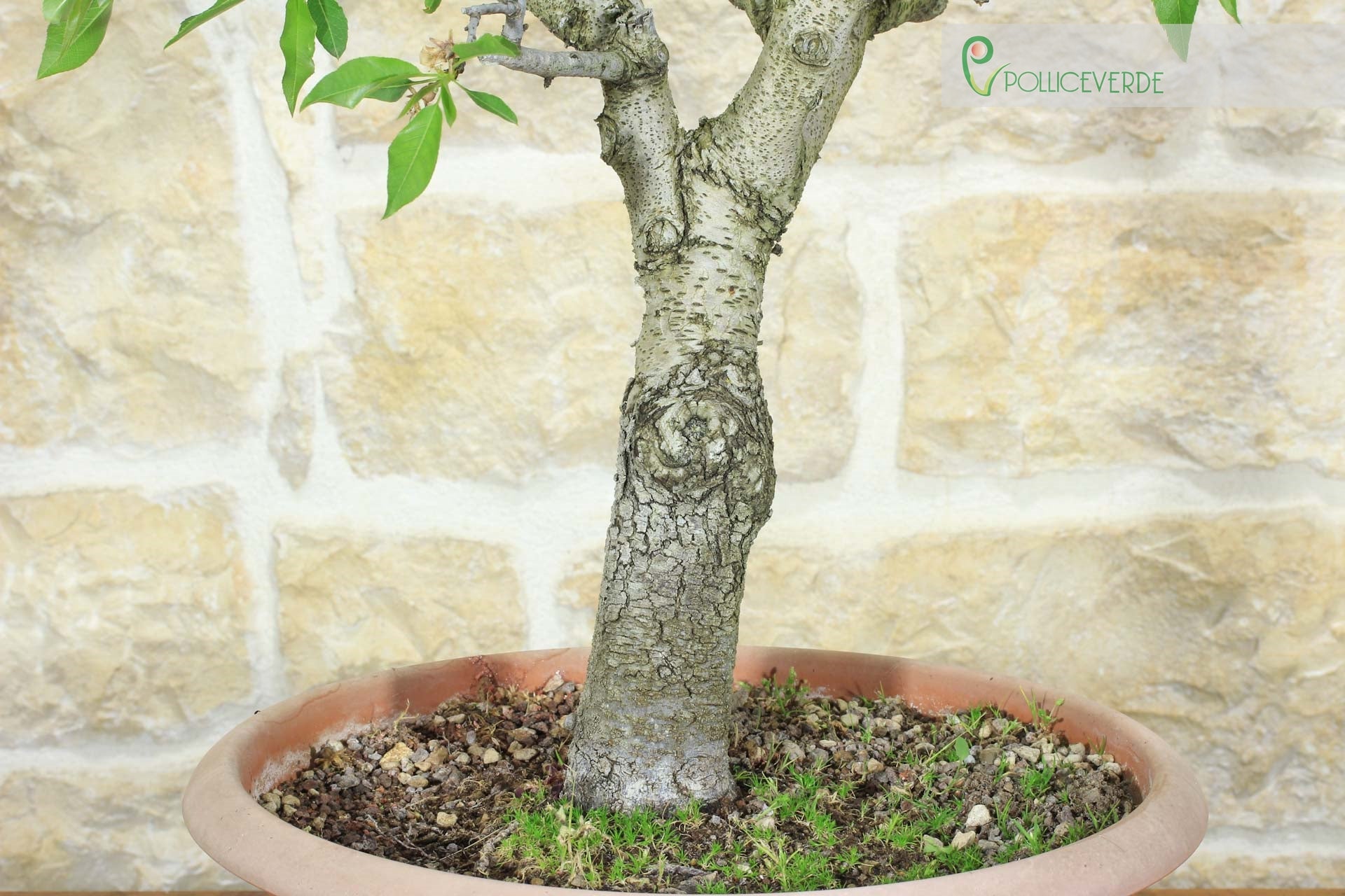 Pre bonsai di Mandorlo (3) - 5