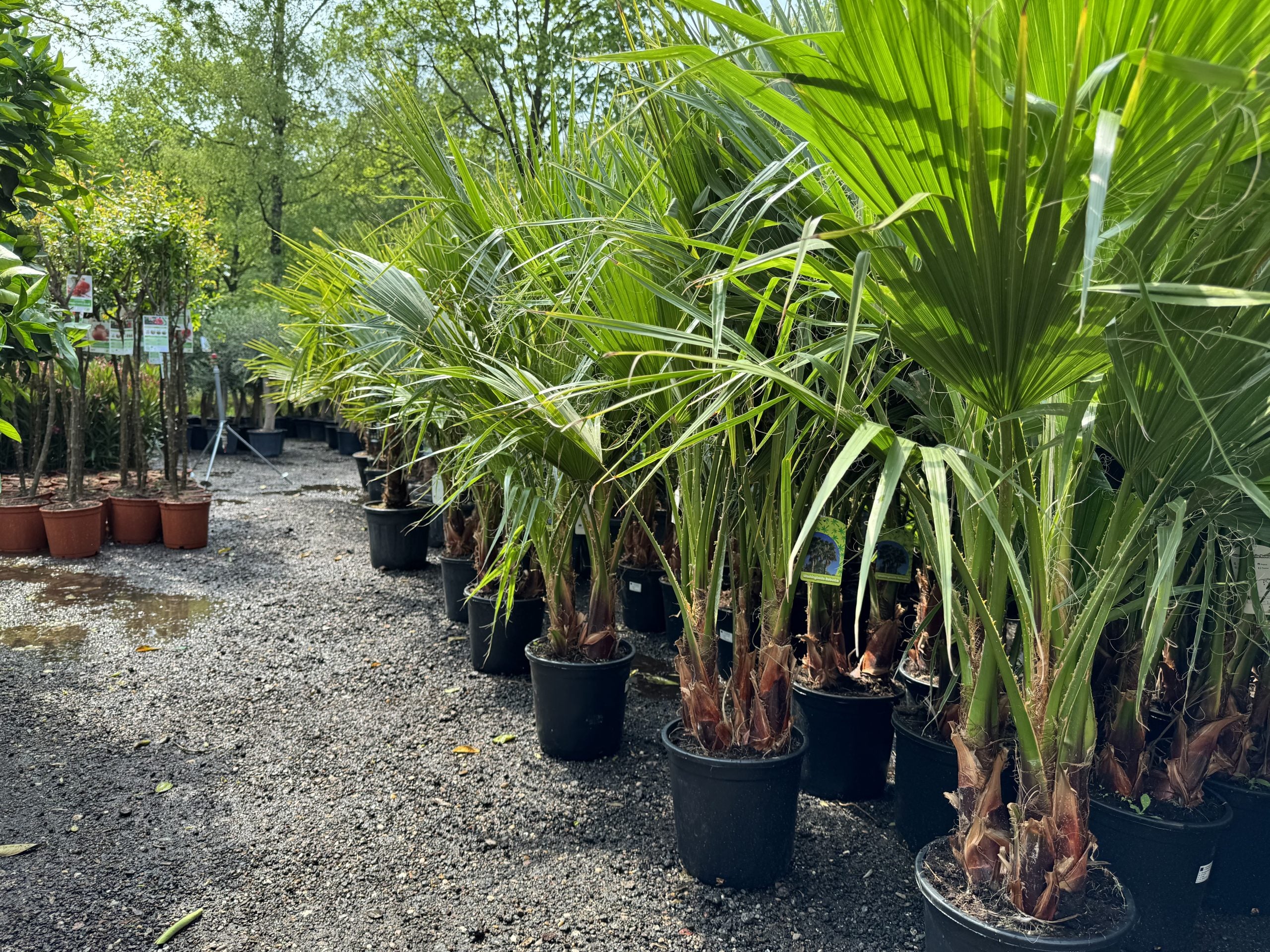 Sunny Tree – Palmier Washingtonia Robusta multi-troncs – 140–160 cm avec pot – Palmier éventail du Mexique - 3