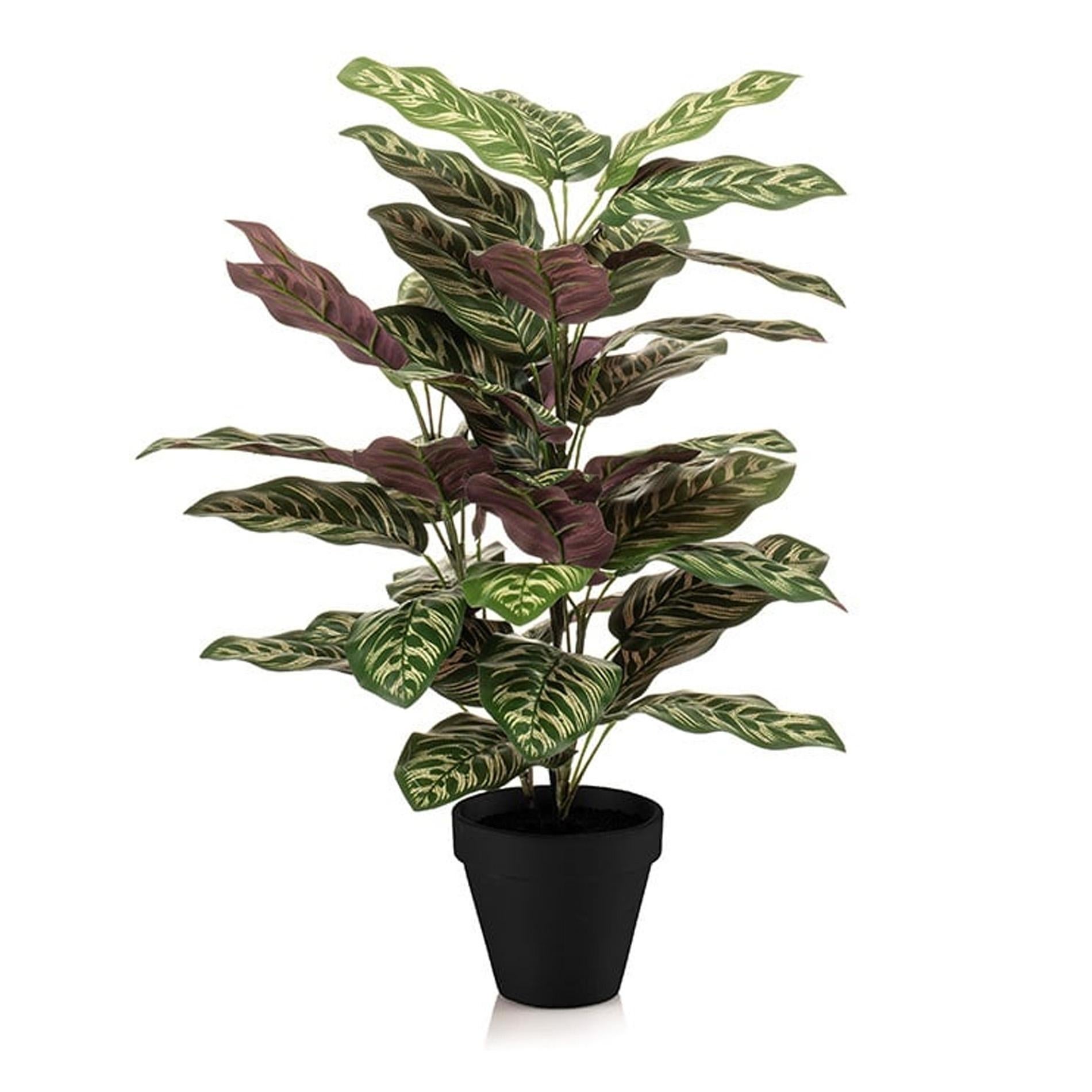 Sztuczna Calathea w doniczce - 65 cm - Czarna doniczka