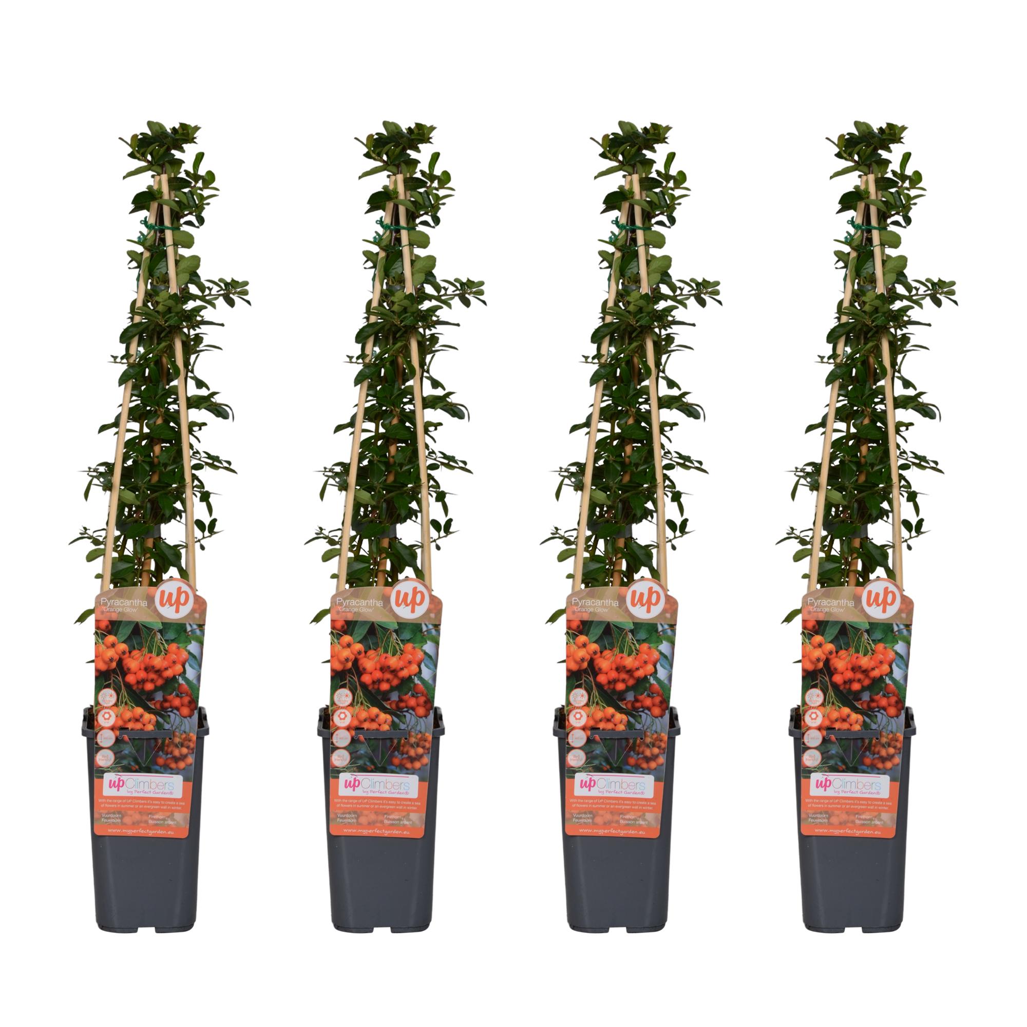 Pyracantha Orange Glow - Krzew kolczasty liście zielone - Wys. 65 cm, Doniczka Ø15 cm