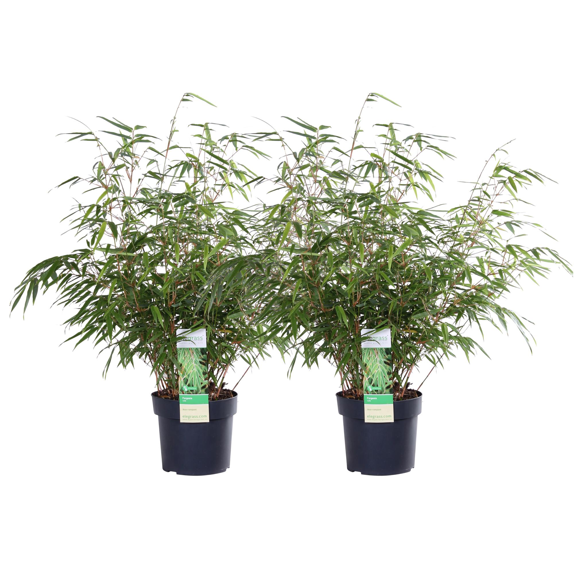 2x Bambus Fargesia rufa - Nierozrastający się - 60cm - Doniczka Ø19cm