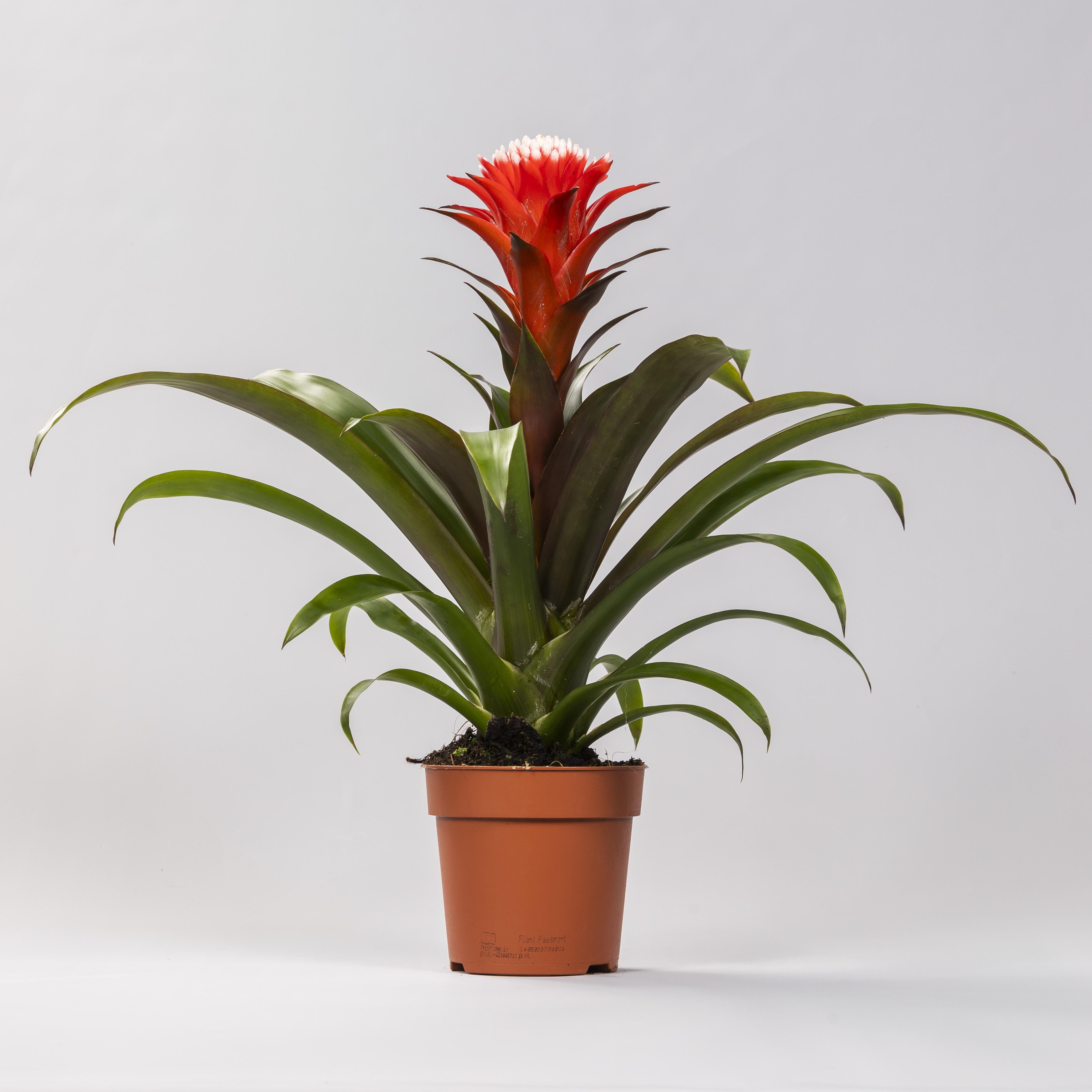 Guzmania Hope - Roślina tropikalna doniczkowa - Doniczka Ø12 cm - Wysokość 40 cm