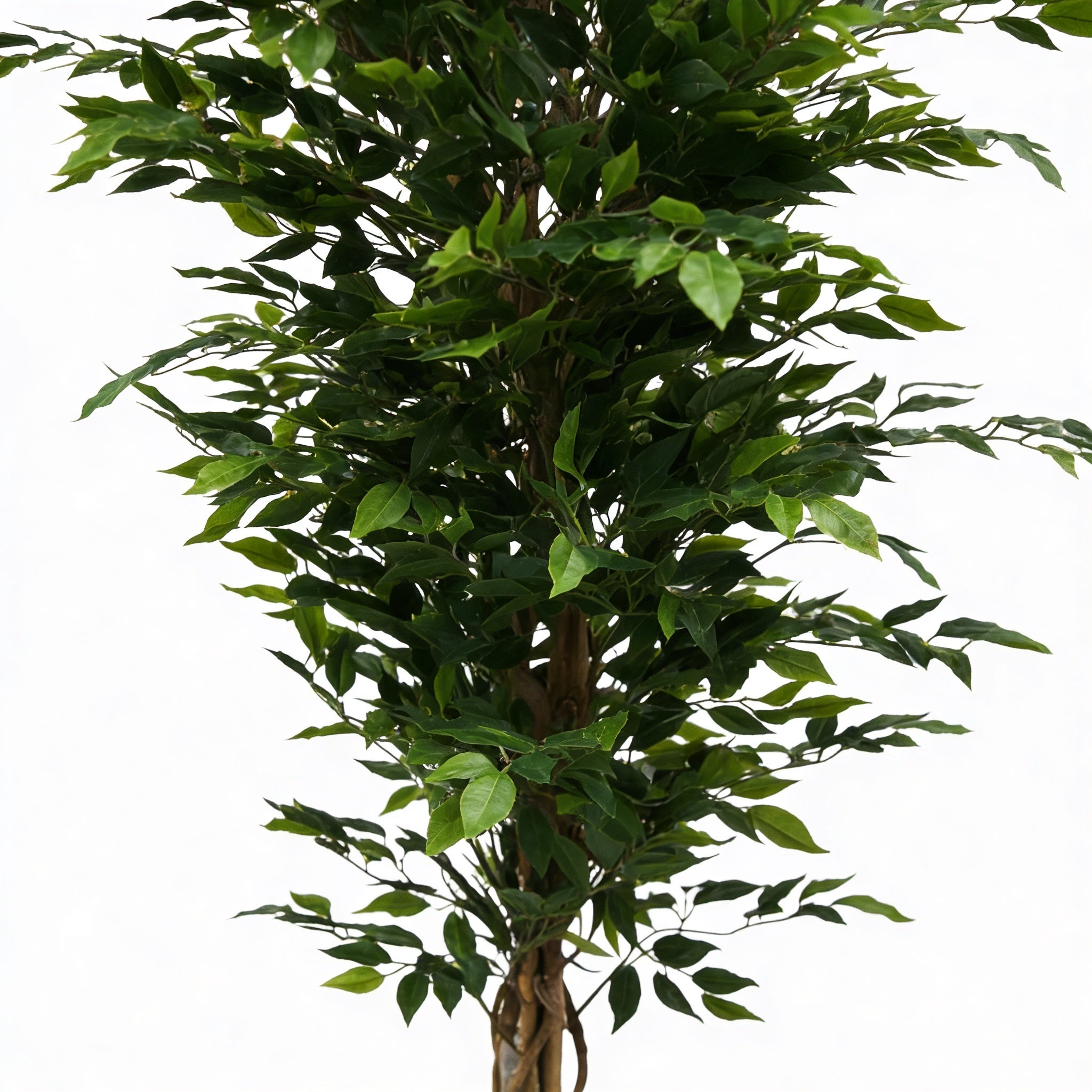Planta artificial decorativa Ficus de 210 cm en maceta color verde - 4