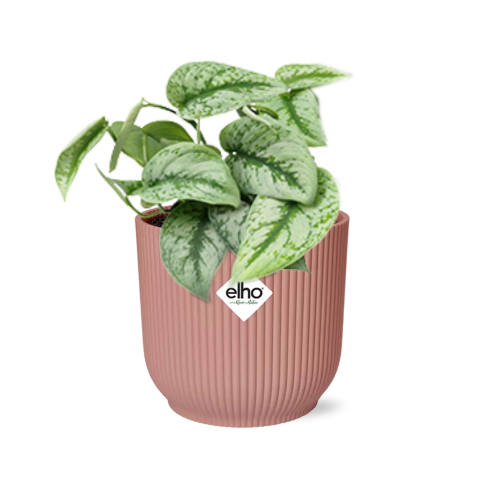Scindapsus Pictus Trebie w doniczce ELHO Vibes Fold 14cm różowej – Roślina doniczkowa oczyszczająca powietrze