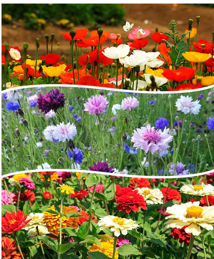 1&nbsp;000 graines de fleurs sauvages mélangées | Fleurs sauvages colorées | Attire les abeilles et les papillons (annuelles et vivaces) - 3