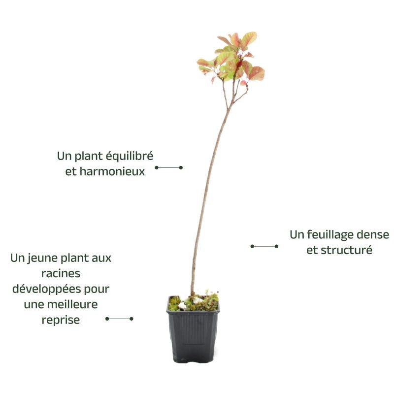 Arbre à perruques (Cotinus coggygria) - Godet - Taille 20/40cm - Pépinières Naudet - 4
