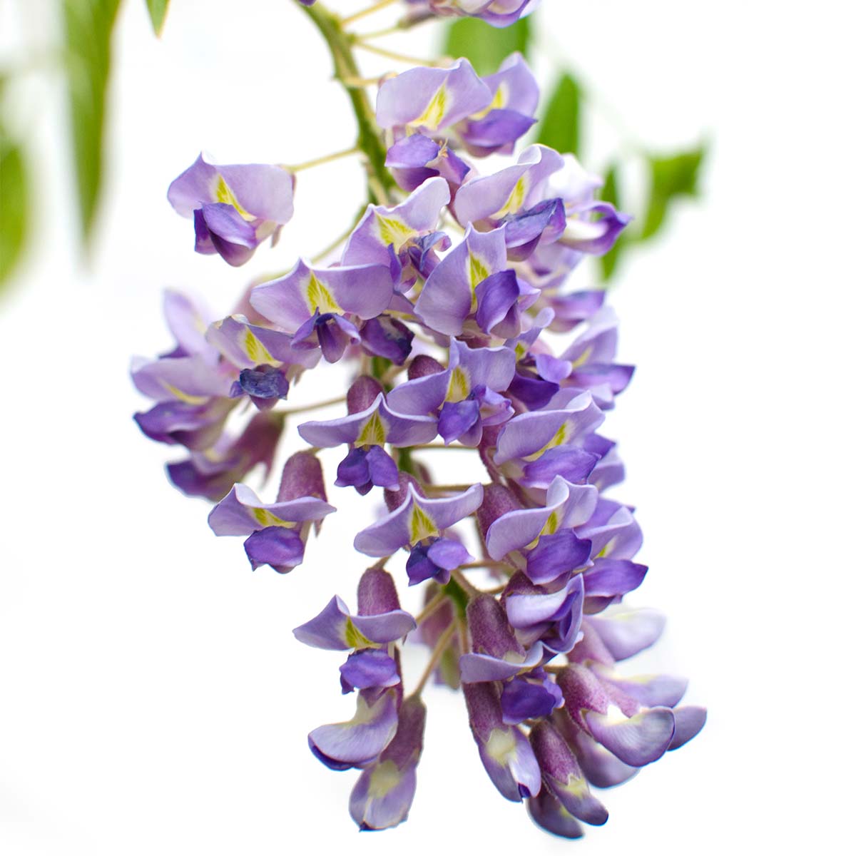 Lot de 2 - Wisteria sinensis 'Prolific' - Glycine bleue - H. 50-70 cm - P. 15 cm - 3
