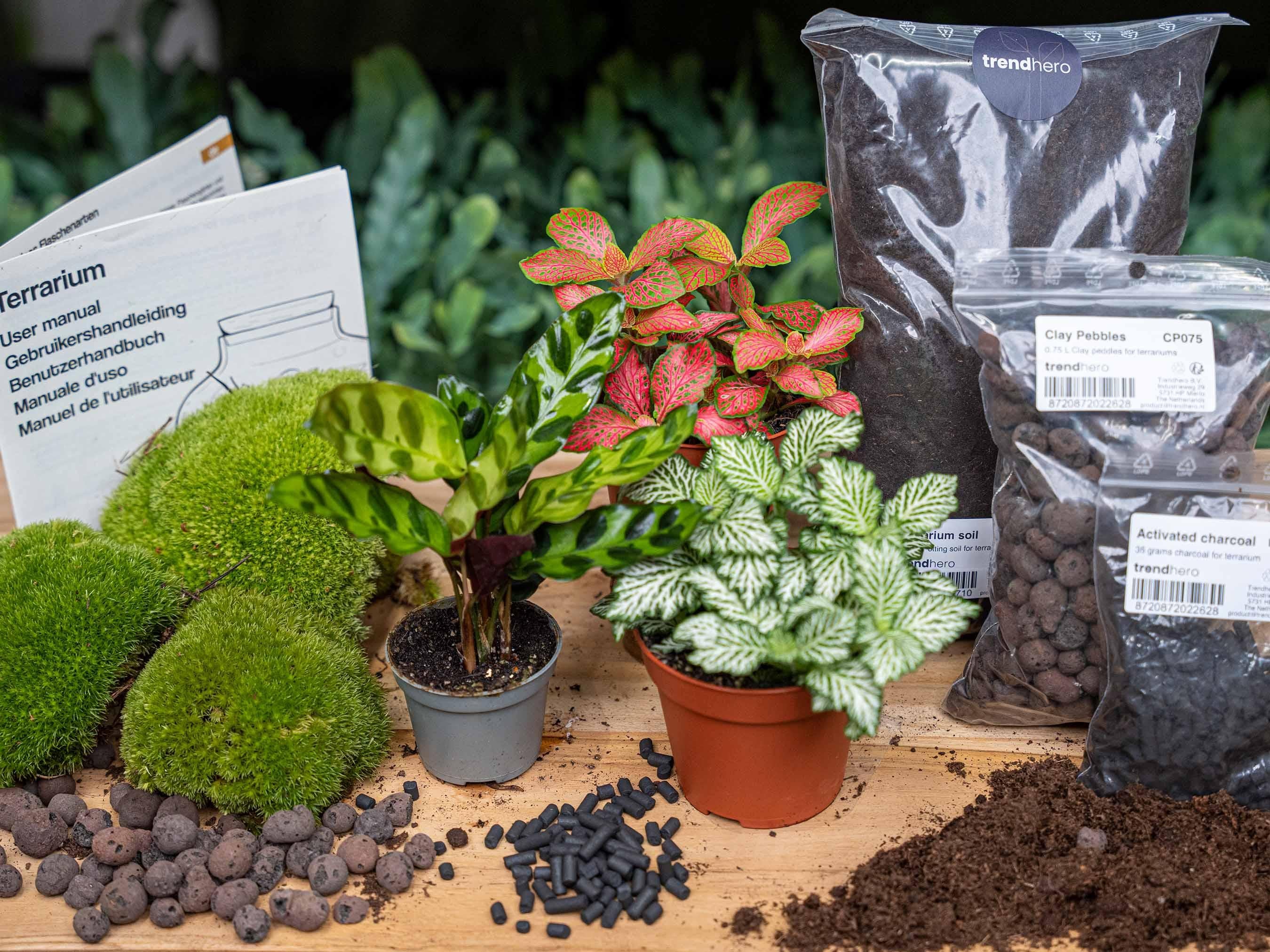 Start i uzupełnienie terrarium – Calathea Lancifolia