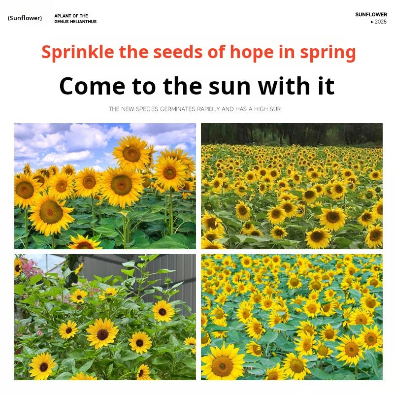 100 graines de tournesol, graines de tournesol, tournesol nain, semis et floraison quatre saisons,convient aux jardins,potagers et balcons extérieurs - 5