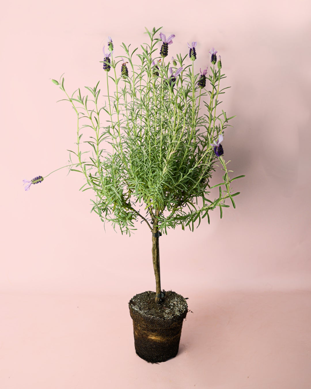 Jardines Con Lavanda Y Romero: Consejos Para Crear Un Oasis Aromático