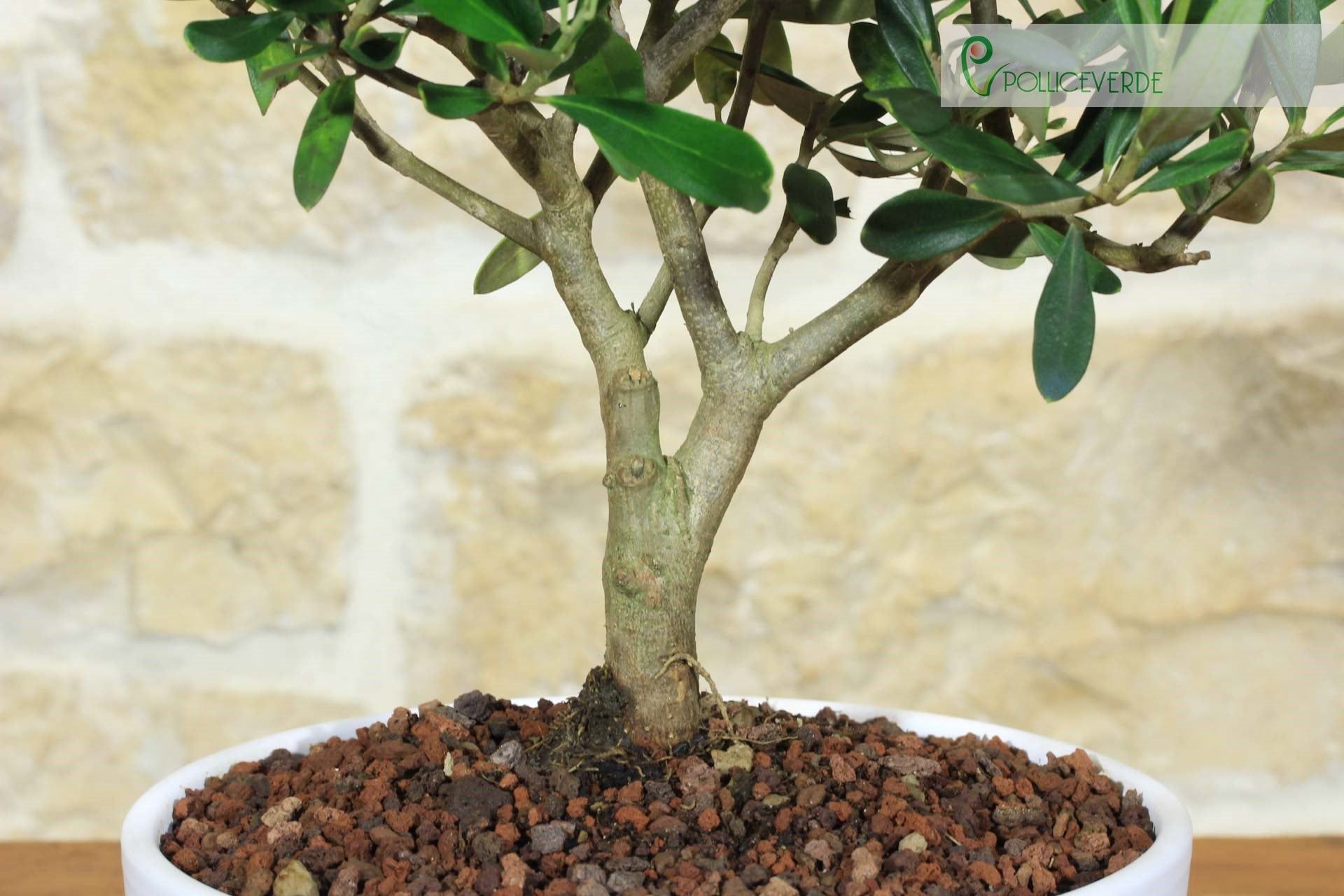 Bonsai di Olivo in ciotola bassa - 3