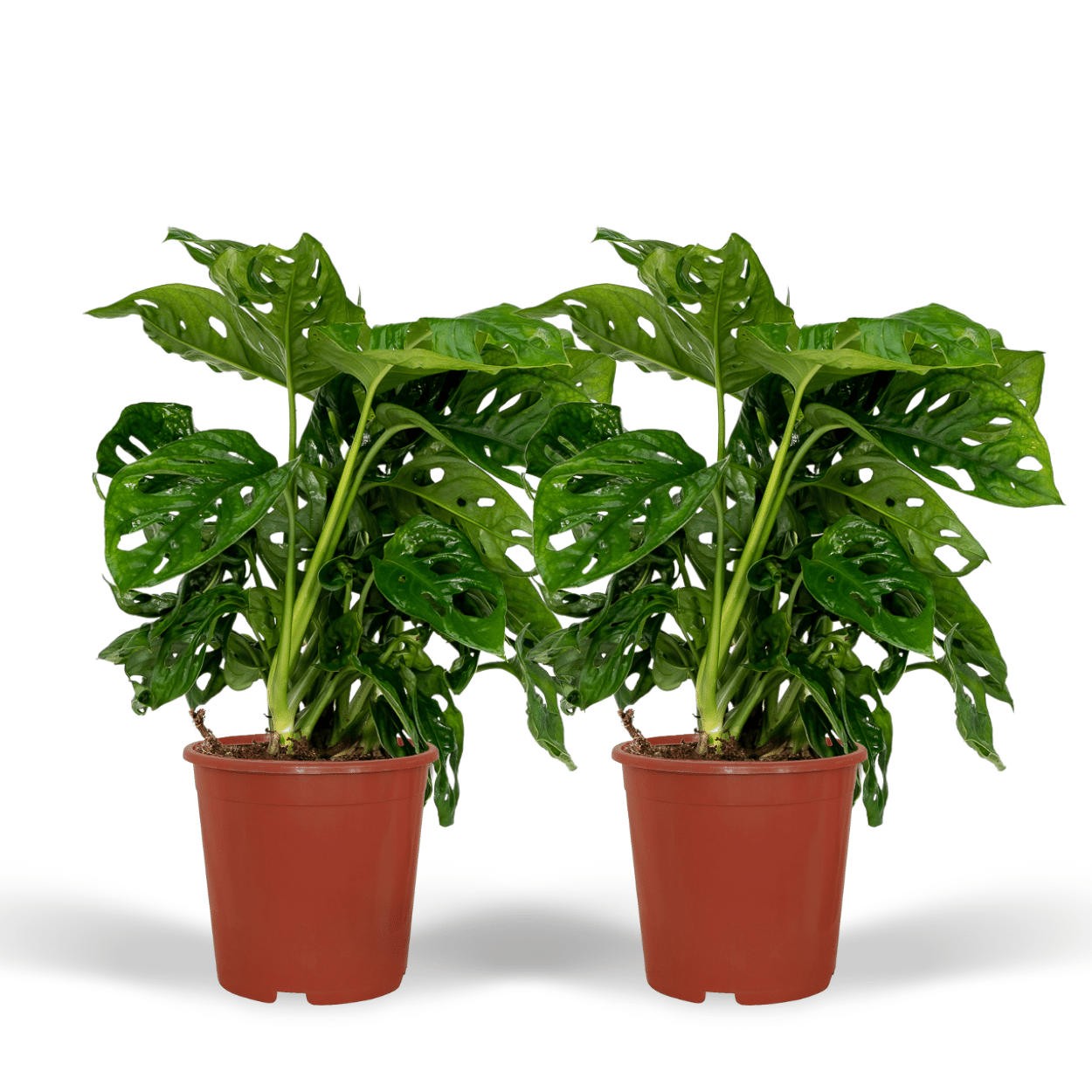 2x Monstera Monkey Leaf - Roślina dziurkowana 30cm - Liście dekoracyjne