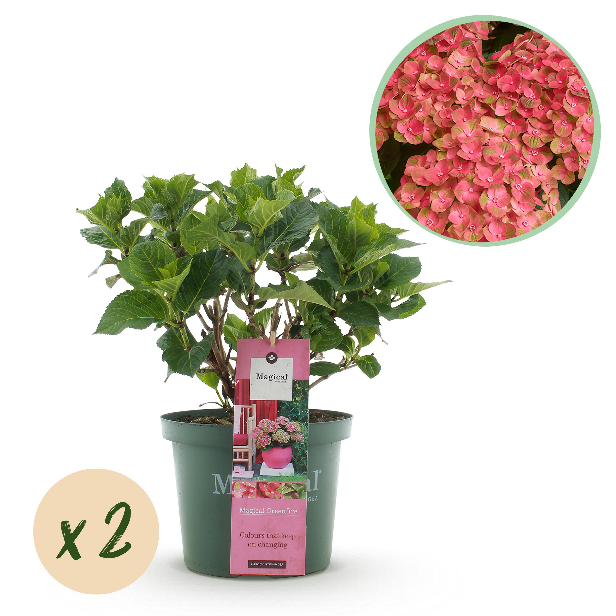 Green boutiQ Hortensja Hydrangea Magical Green Fire – 2 rośliny – Doniczka 23 cm – 55 cm