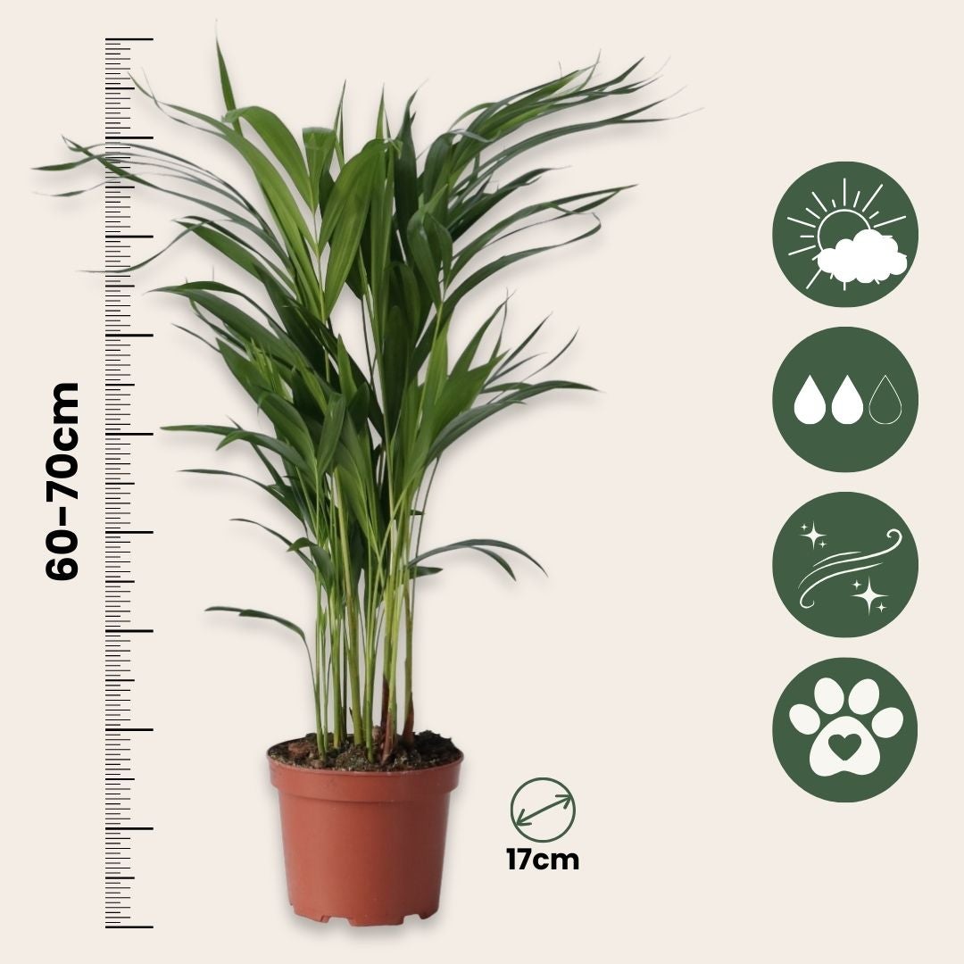 Palmier areca - Dypsis lutescens - Hauteur 60-70cm - ⌀17cm - 2