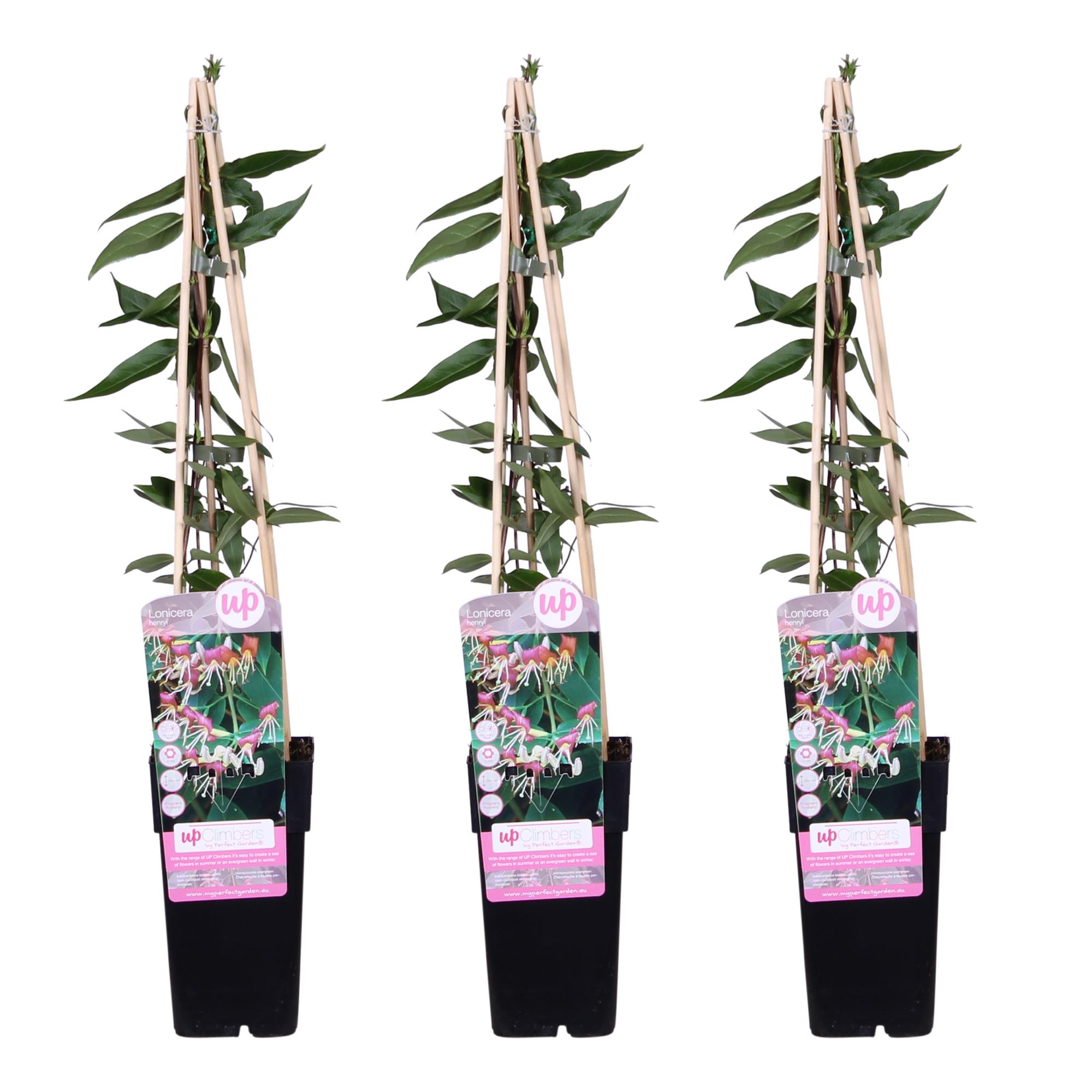 3x Lonicera henryi 'Copper Beauty' - Wiciokrzew wiecznie zielony kwiaty żółto-białe - 65 cm - Doniczka Ø15 cm