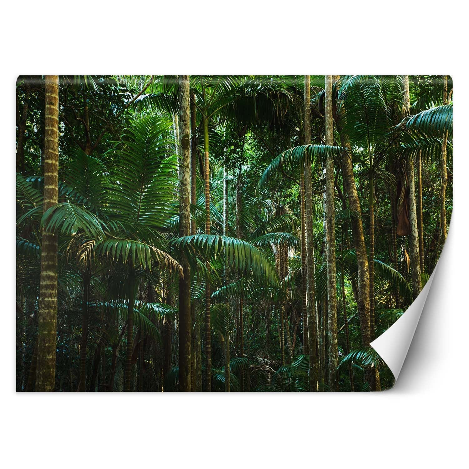 Fototapeta, Las tropikalny natura 300x210