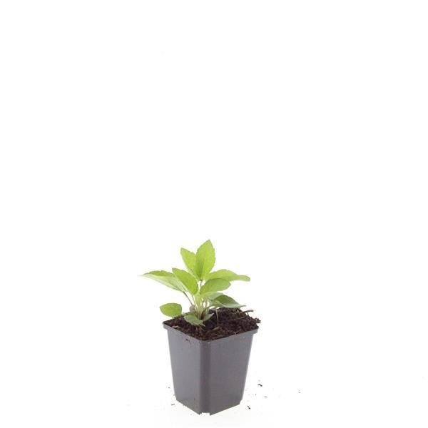 24x Plante Rudbeckia fulgida 'Goldsturm' - ↕10-25cm (hauteur) - Ø9cm (diamètre)– ComfortXL Green - 2