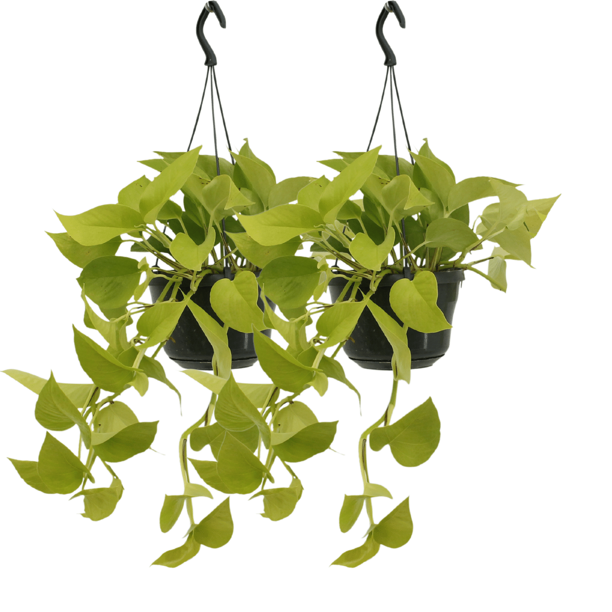2x Epipremnum Golden Pothos - Scindapsus - Liście zielone z żółtym 15-25cm