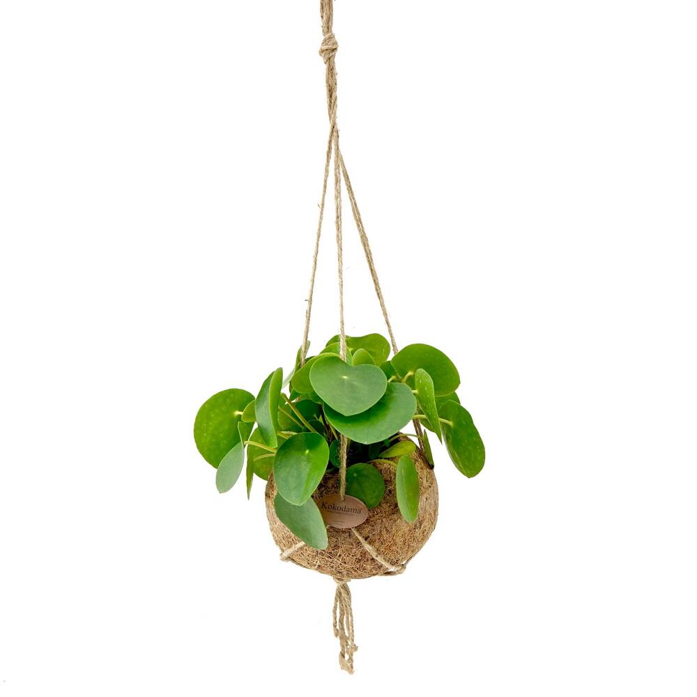 Set di 2 - aloe vera - circa 2 anni - vaso da 10,5 cm - 2