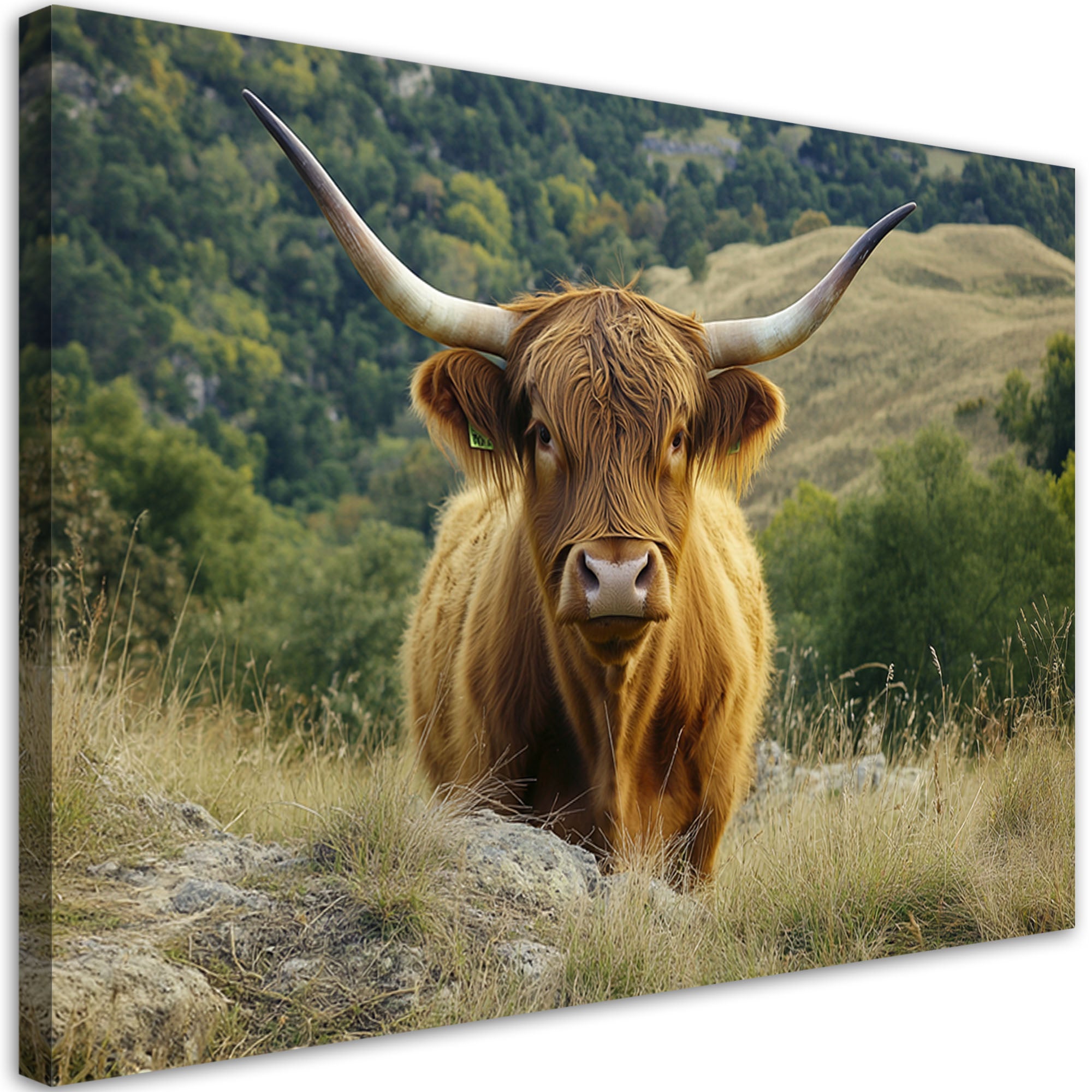 Lot De 2 Tableaux Vache Des Highlands - Déco Murale Drôle Noir Et Blanc - Toile Encadrée