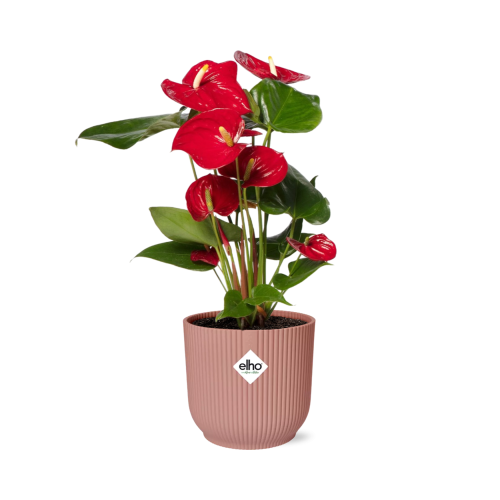 Anthurium Czerwone 12cm w doniczce ELHO Vibes Fold 14cm różowej – Tropikalna roślina doniczkowa