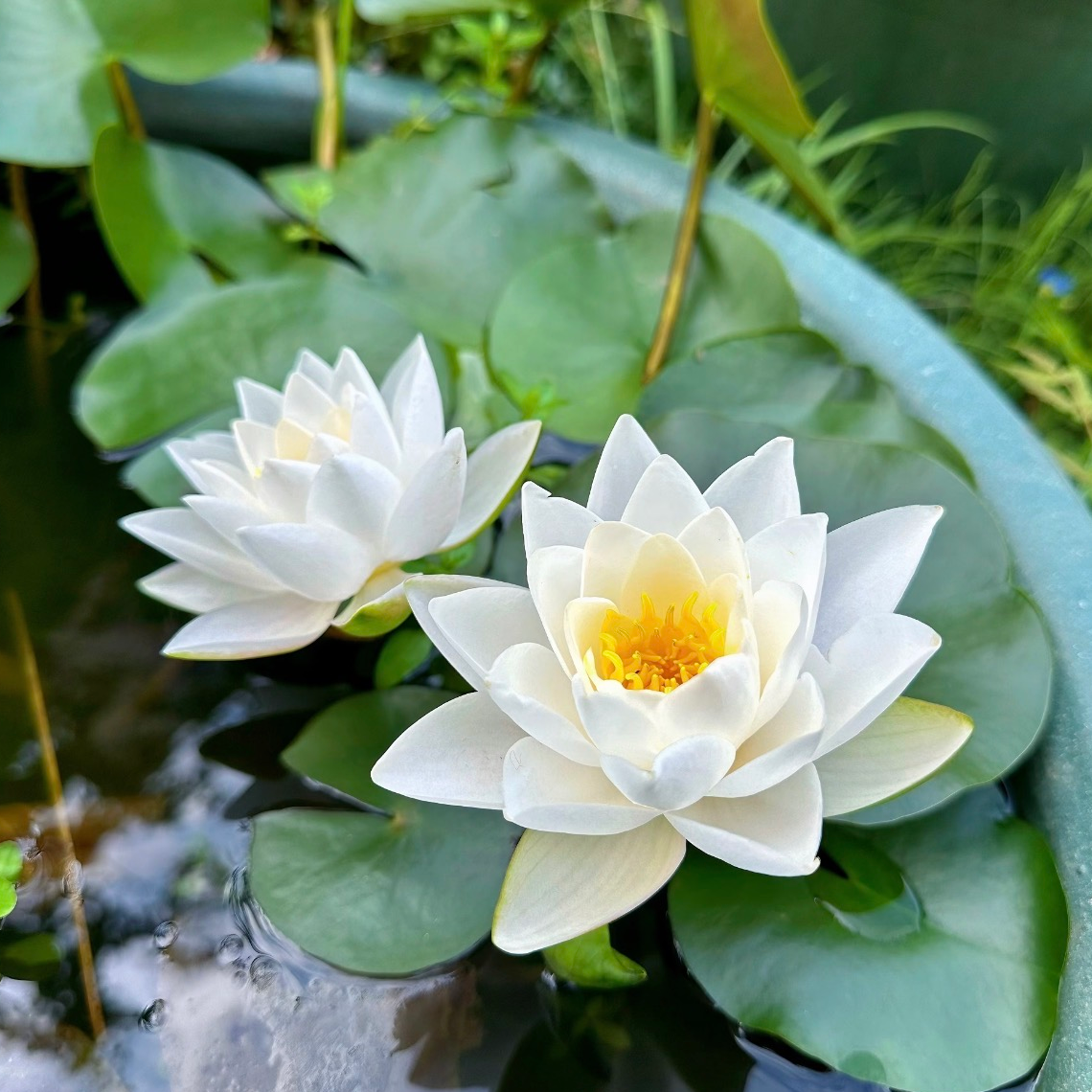 30 graines de lotus, graines de nénuphar multicolores, faciles à cultiver, plantes hydroponiques pour toutes les saisons, pour bassin et jardin. - 9