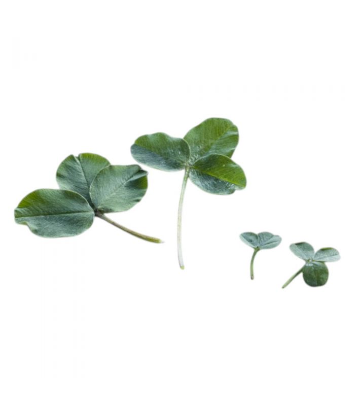 Trèfle micro-feuille gazonnant, résistant sécheresse, 1 kg, 200-350 m² - Florivert 1206296 - 3