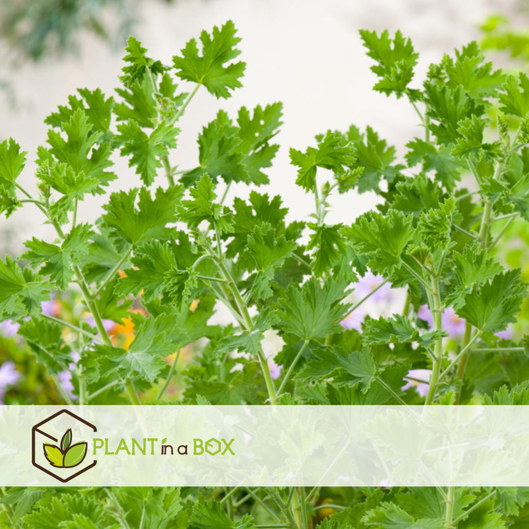 Geranio Rosa Profumato - 3 Pezzi - Pelargonium - Altezza 15-25cm - ⌀10cm - 5