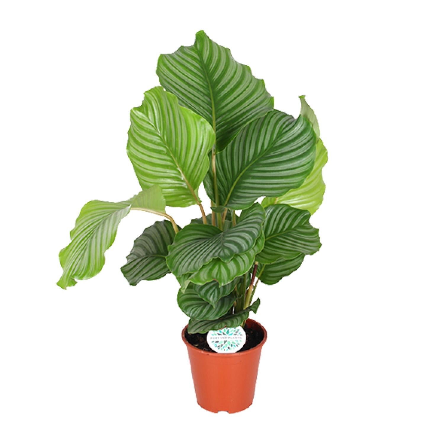 Calathea Orbifolia doniczka Ø17cm H60cm – Roślina doniczkowa z dużymi, okrągłymi liśćmi, srebrzyste paski
